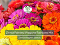 200 Seeds Zinnia Painted Wagons Rainbow Mix Non-GMO Flower Seeds for Cut Flowers, Pollinator Garden, Butterfly & Hummingbird Attracting