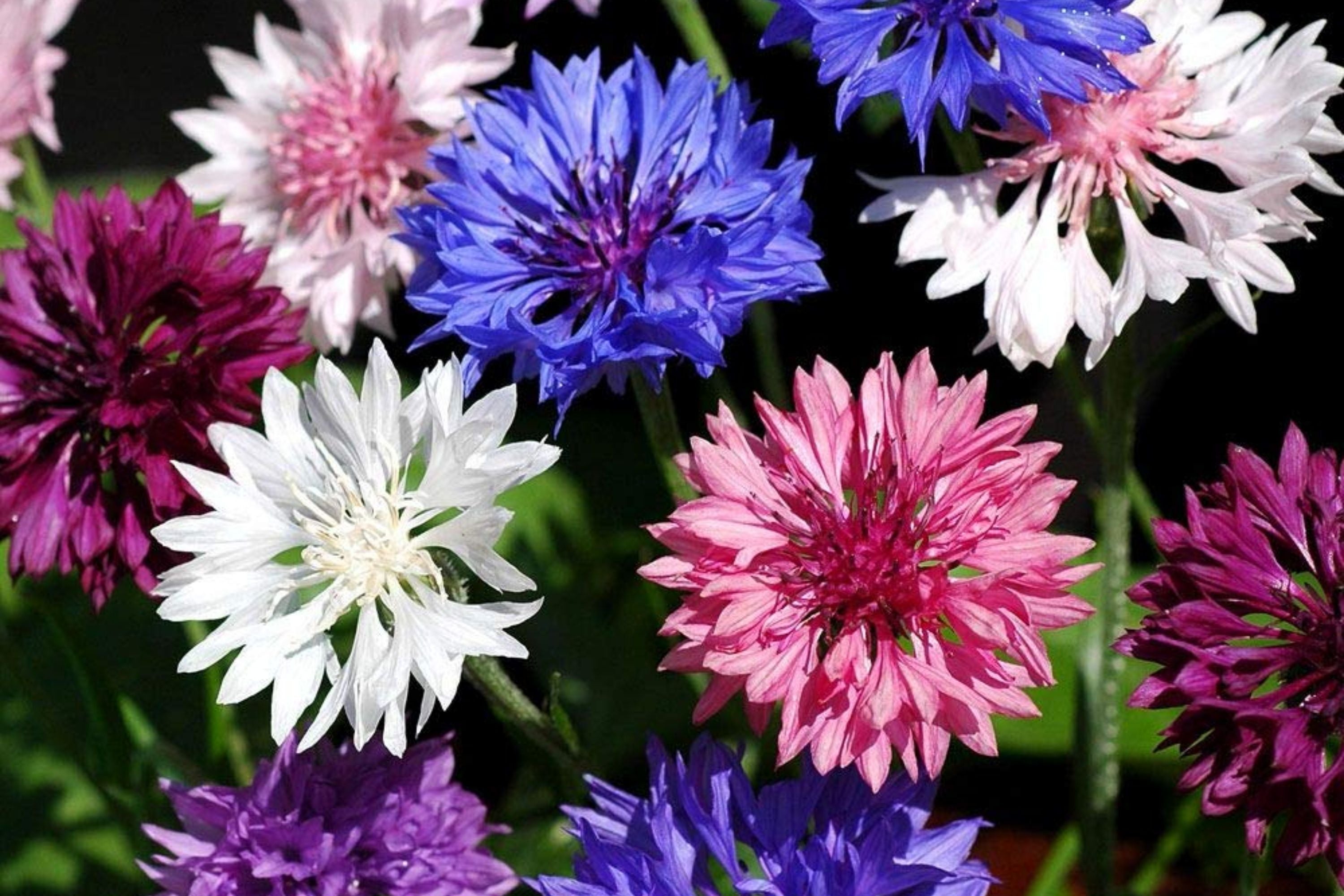 Bachelor Button Seeds, Dwarf Polka Dot Mix, Colorful Flower Seeds for Garden, Centaurea cyanus, Easy to Grow, Non-GMO, Free Shipping