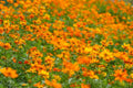 Cosmo Bright Light Flower Seeds - Heirloom Non-GMO Cosmos bipinnatus for Bright Color & Pollinator Attraction