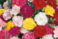 Chabaud Mix Carnation Seeds - Colorful Fragrant Dianthus caryophyllus Flower Seeds for Gardens & Pots