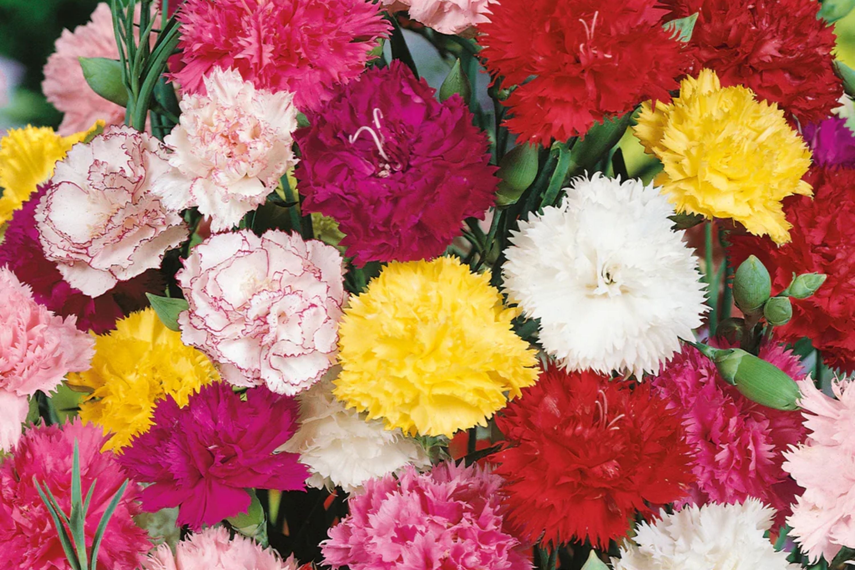 Chabaud Mix Carnation Seeds - Colorful Fragrant Dianthus caryophyllus Flower Seeds for Gardens & Pots