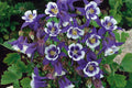 Blue Star Columbine Seeds | Non-GMO Aquilegia caerulea | Flower Garden Seed Store
