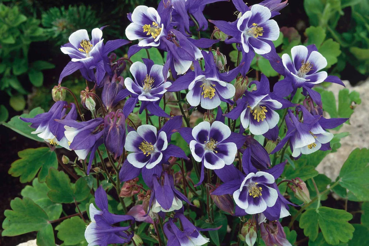 Blue Star Columbine Seeds | Non-GMO Aquilegia caerulea | Flower Garden Seed Store