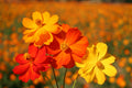 Cosmos Seeds - Bright Lights Variety - Non-GMO Flower Seeds for Gardens - Cosmos bipinnatus