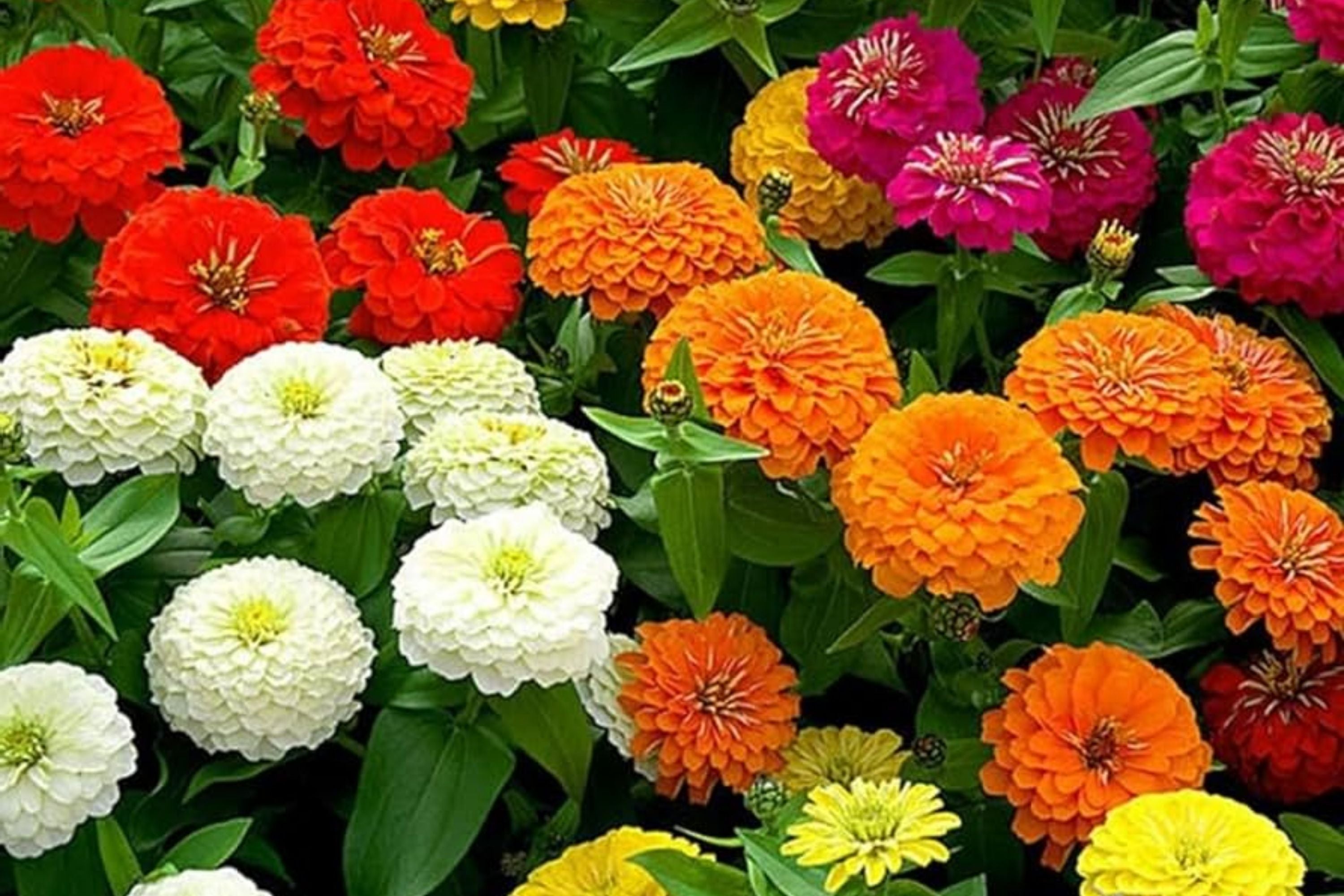 Zinnia Seeds for Planting – California Giants, Colorful Flower Seeds, Bulk Semilla, Easy to Grow, Zinnia elegans