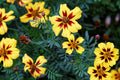 Dainty Marietta Dwarf Marigold Seeds - Tagetes patula Heirloom Non-GMO Flower Seeds for Containers & Gardens