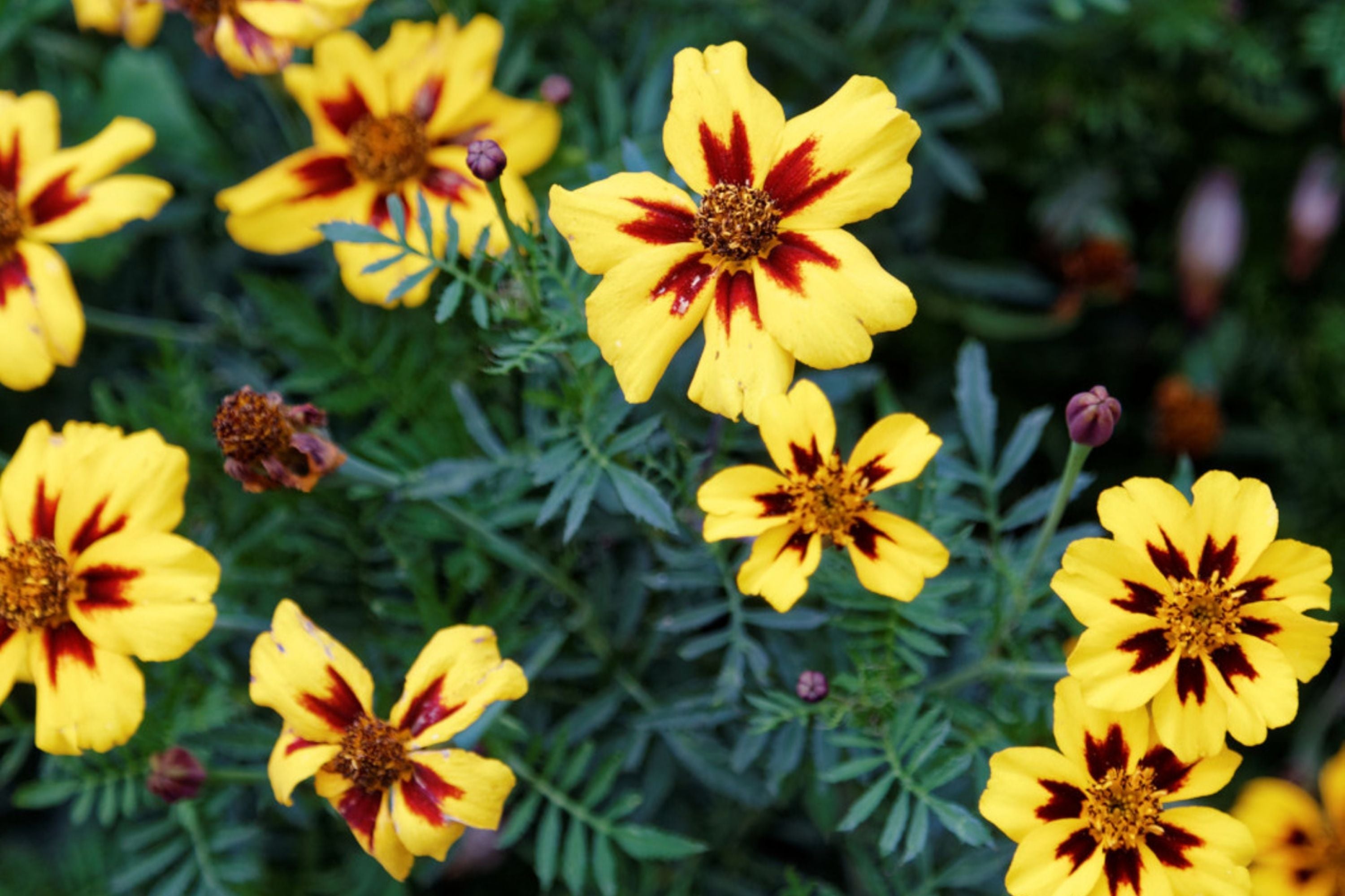 Dainty Marietta Dwarf Marigold Seeds - Tagetes patula Heirloom Non-GMO Flower Seeds for Containers & Gardens