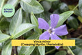 Vinca Minor Live Plants – 100+ Creeping Myrtle Ground Cover, Evergreen Shade Plant, Hardy Low-Maintenance Garden Vine