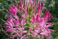 Mixed Colors Cleome Seeds | Non-GMO, 100-2,000 Seeds | Vibrant Flower Bed Plant | Cleome hassleriana
