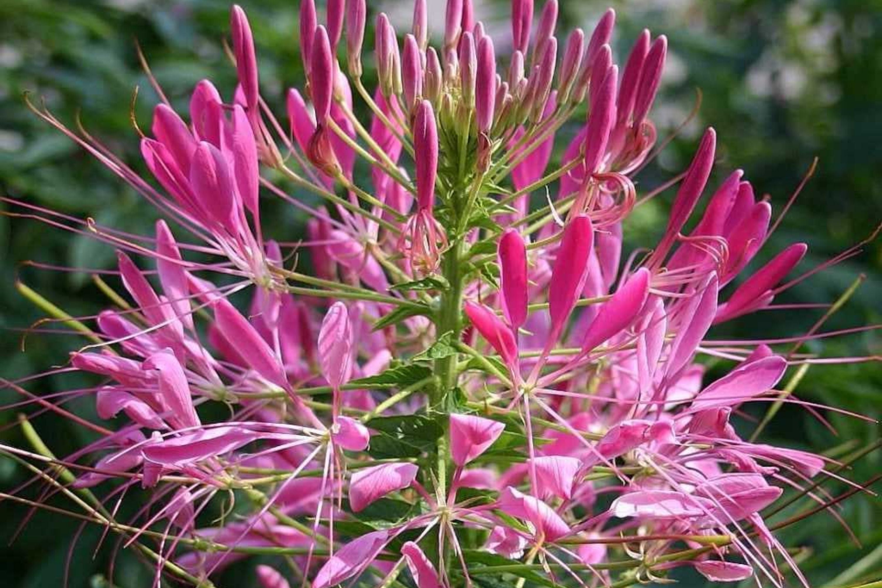 Mixed Colors Cleome Seeds | Non-GMO, 100-2,000 Seeds | Vibrant Flower Bed Plant | Cleome hassleriana