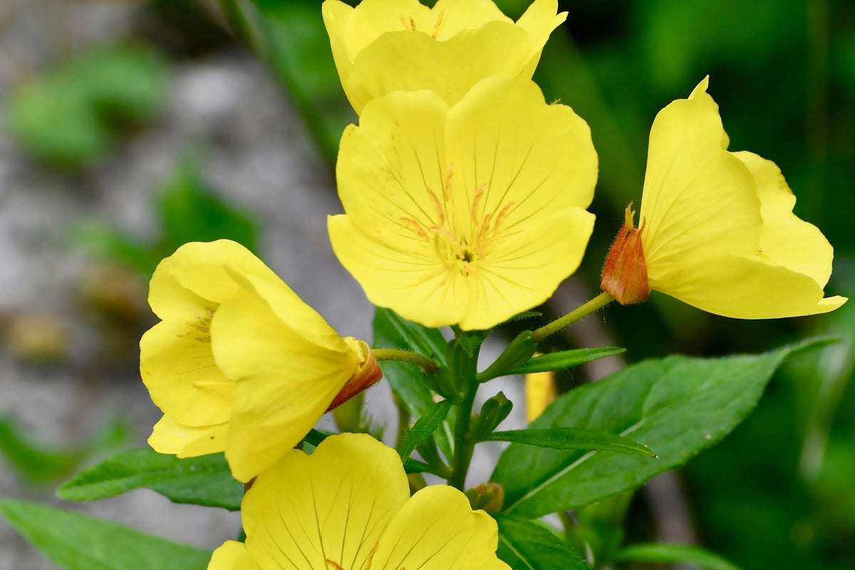 Yellow Common Evening Primrose Seeds | Non-GMO Oenothera biennis | Seed Store 1243