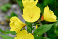Yellow Common Evening Primrose Seeds | Non-GMO Oenothera biennis | Seed Store 1243