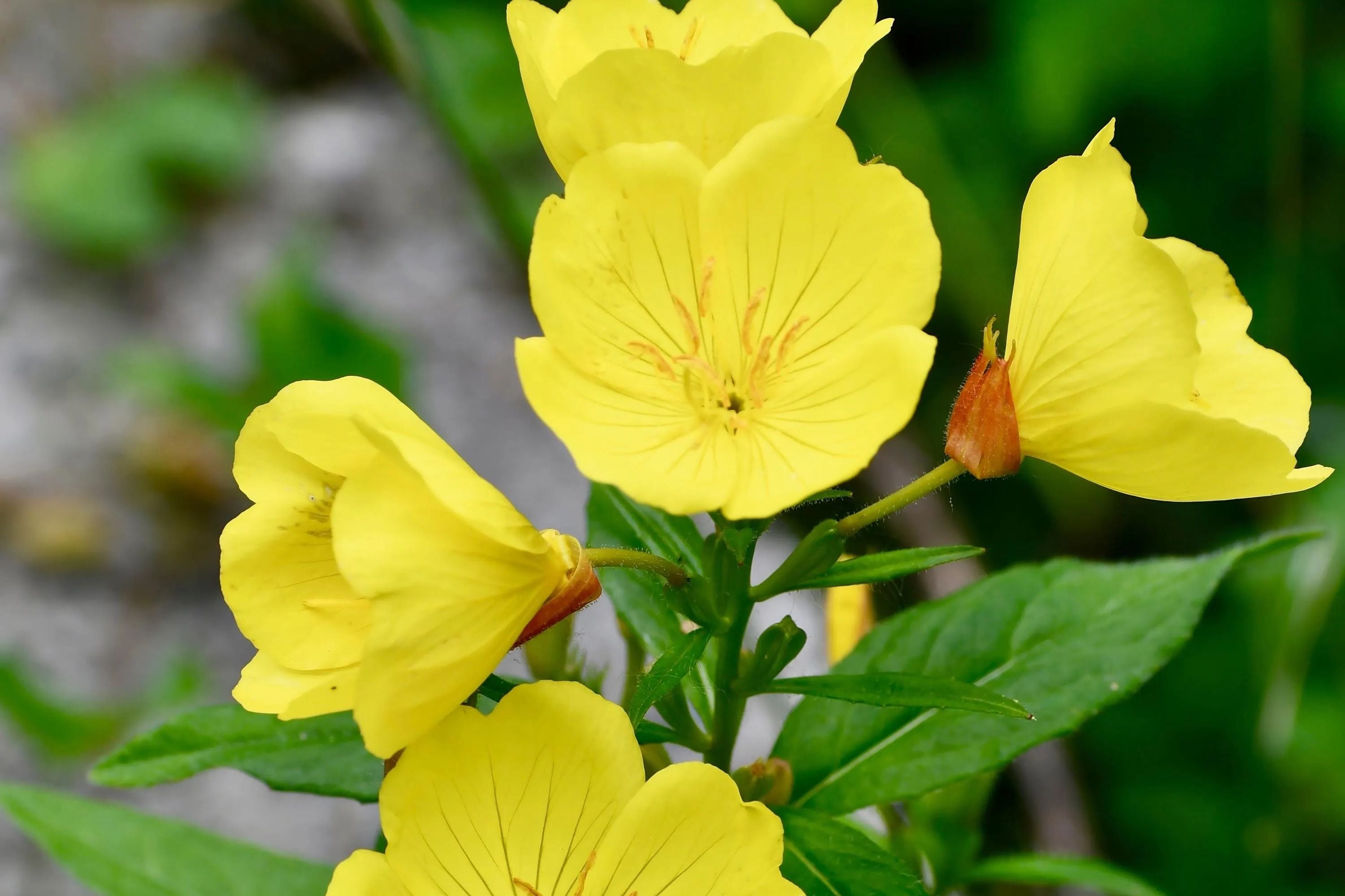 Yellow Common Evening Primrose Seeds | Non-GMO Oenothera biennis | Seed Store 1243