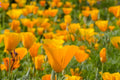 California Poppy Seeds – Orange Flower Seeds for Planting, Non-GMO, Eschscholzia californica, Drought-Tolerant, Annual Garden Seeds