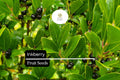 Inkberry Seeds Ilex glabra – Evergreen Shrub for Wildlife, Hedges & Rain Gardens, 25 Seeds