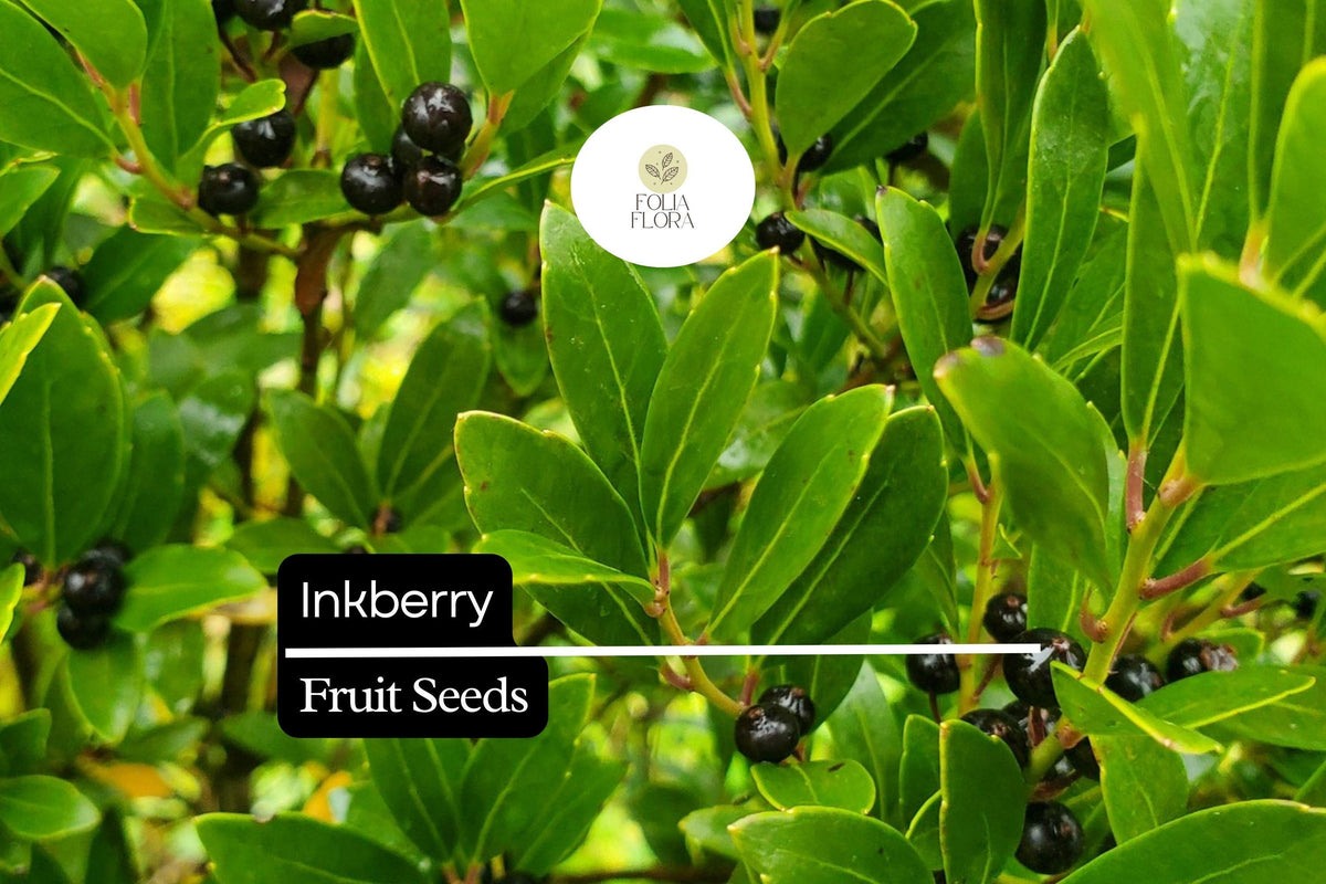 Inkberry Seeds Ilex glabra – Evergreen Shrub for Wildlife, Hedges & Rain Gardens, 25 Seeds