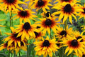 Gloriosa Daisy Seeds, Rudbeckia Hirta, Black Eyed Susan Flower Seeds, Perennial, Yellow with Dark Centers, Full Sun to Partial Shade
