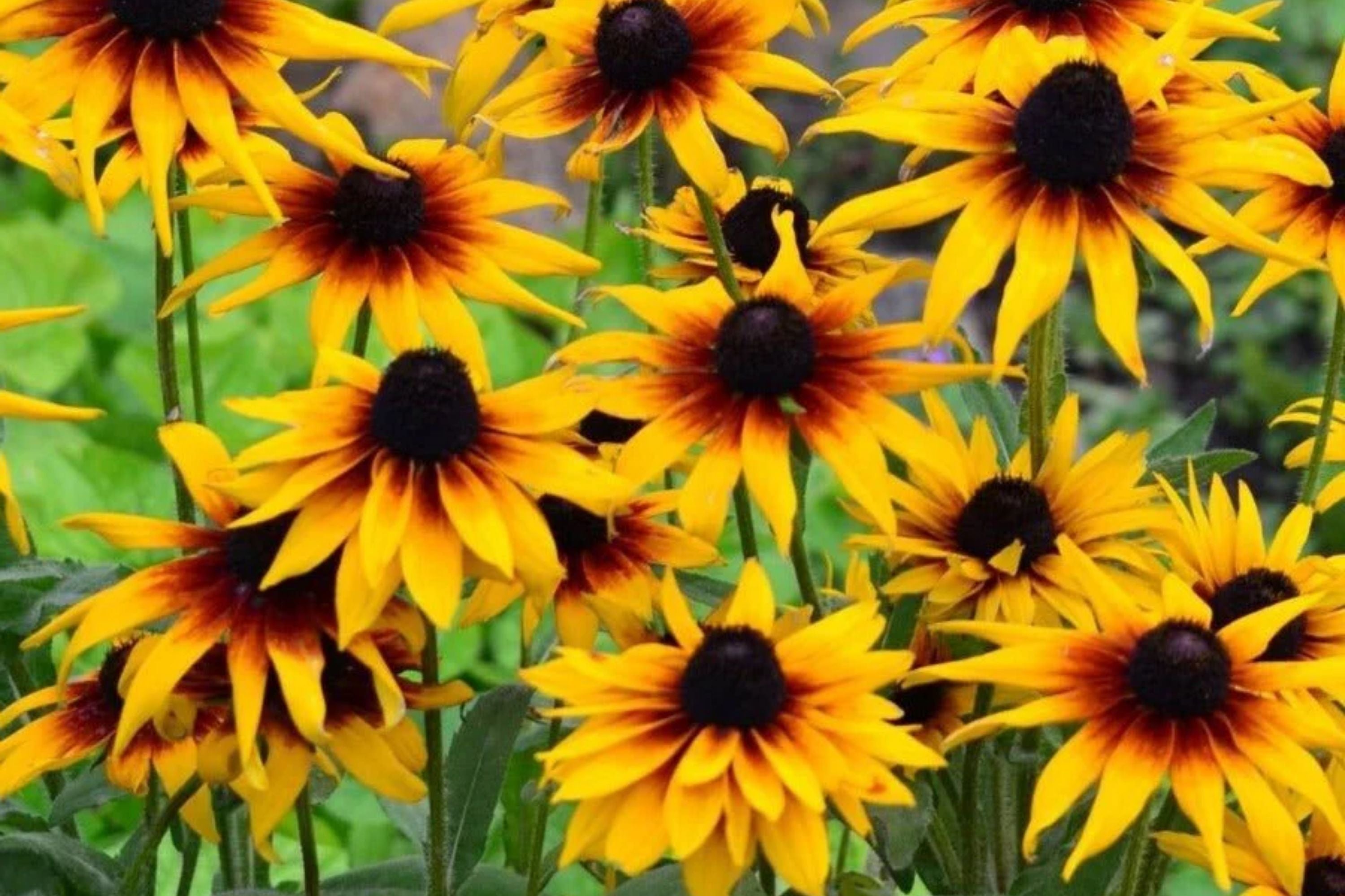Gloriosa Daisy Seeds, Rudbeckia Hirta, Black Eyed Susan Flower Seeds, Perennial, Yellow with Dark Centers, Full Sun to Partial Shade