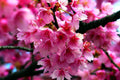 Japanese Sakura Cherry Blossom Tree Seeds - Prunus sargentii - Pink Flowers - Ornamental Flowering Plant Seeds