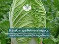 150 Seeds Chinese Cabbage Matsushima Brassica rapa Pekinensia Group Heirloom Gardening Seeds