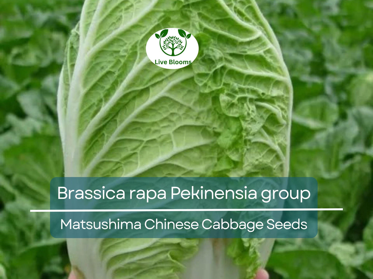 150 Seeds Chinese Cabbage Matsushima Brassica rapa Pekinensia Group Heirloom Gardening Seeds