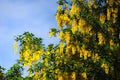Golden Chain Tree Seeds - Laburnum anagyroides - Bright Yellow Flowering Plant for Gardens & Landscaping - Pack of Seeds