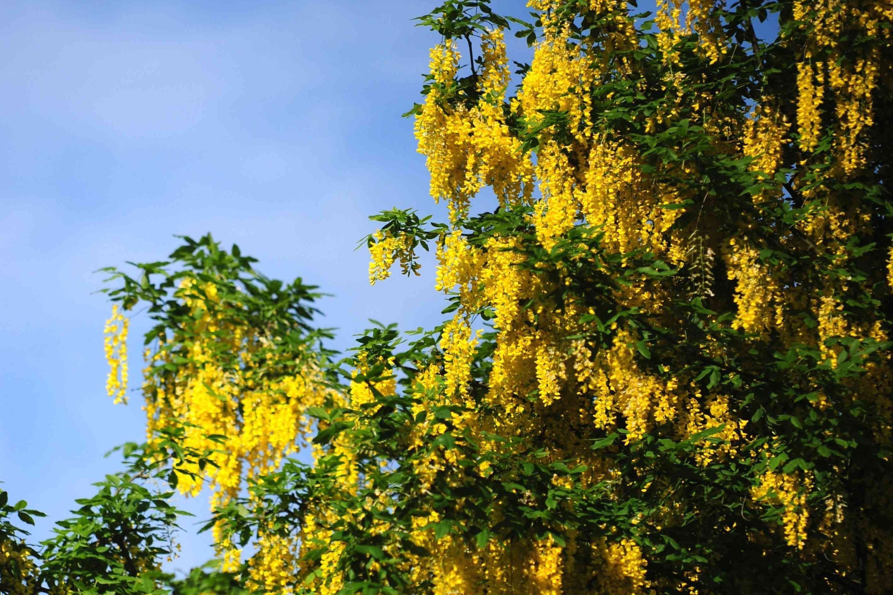 Golden Chain Tree Seeds - Laburnum anagyroides - Bright Yellow Flowering Plant for Gardens & Landscaping - Pack of Seeds