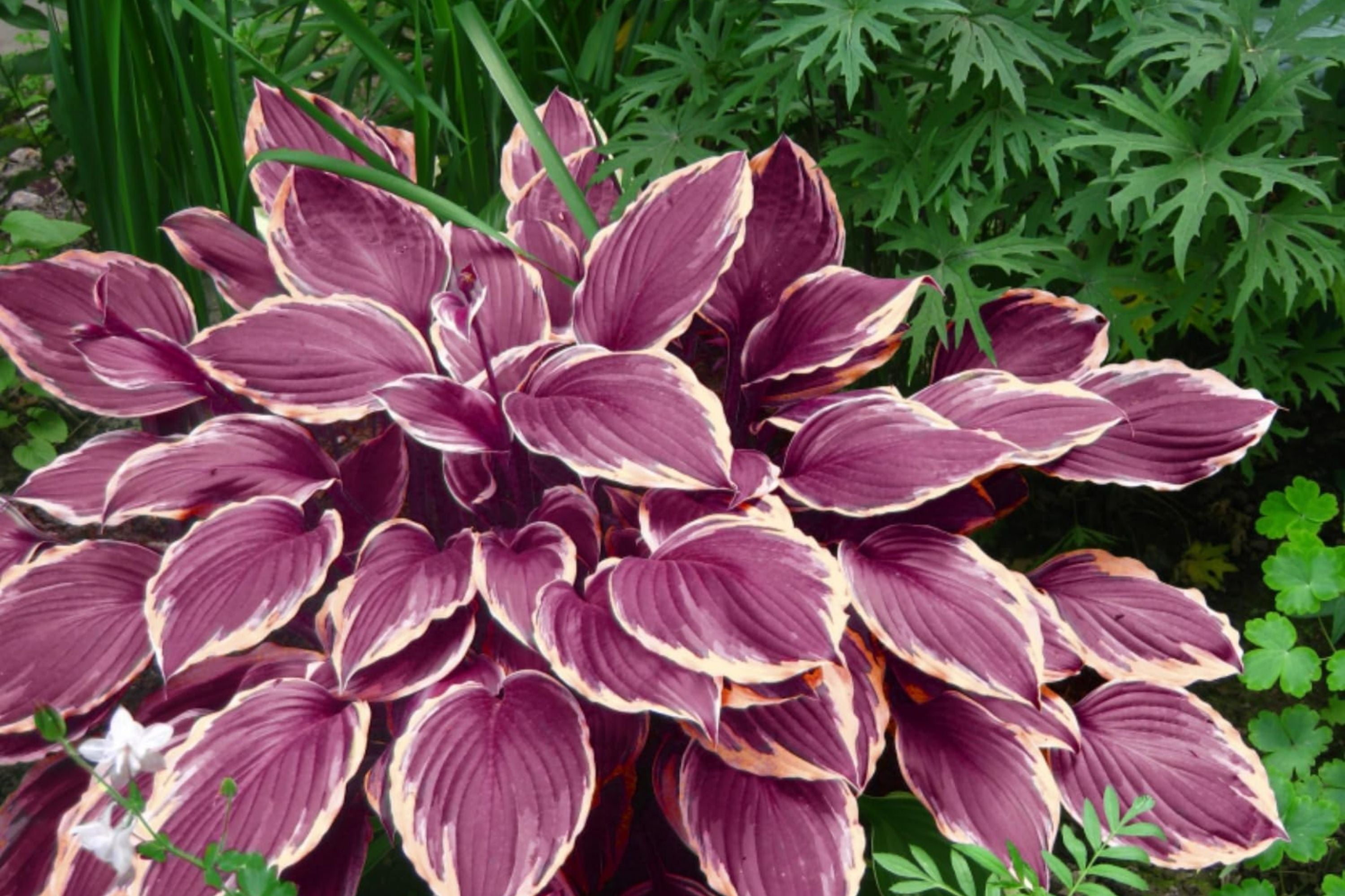 Hosta Seeds for Planting - Perennial Shade-Loving Garden Plants - Hosta spp.