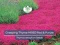 Creeping Thyme Seeds MIXED Red & Purple Ground Cover Perennial Non-GMO Drought-Tolerant for Lawns & Gardens