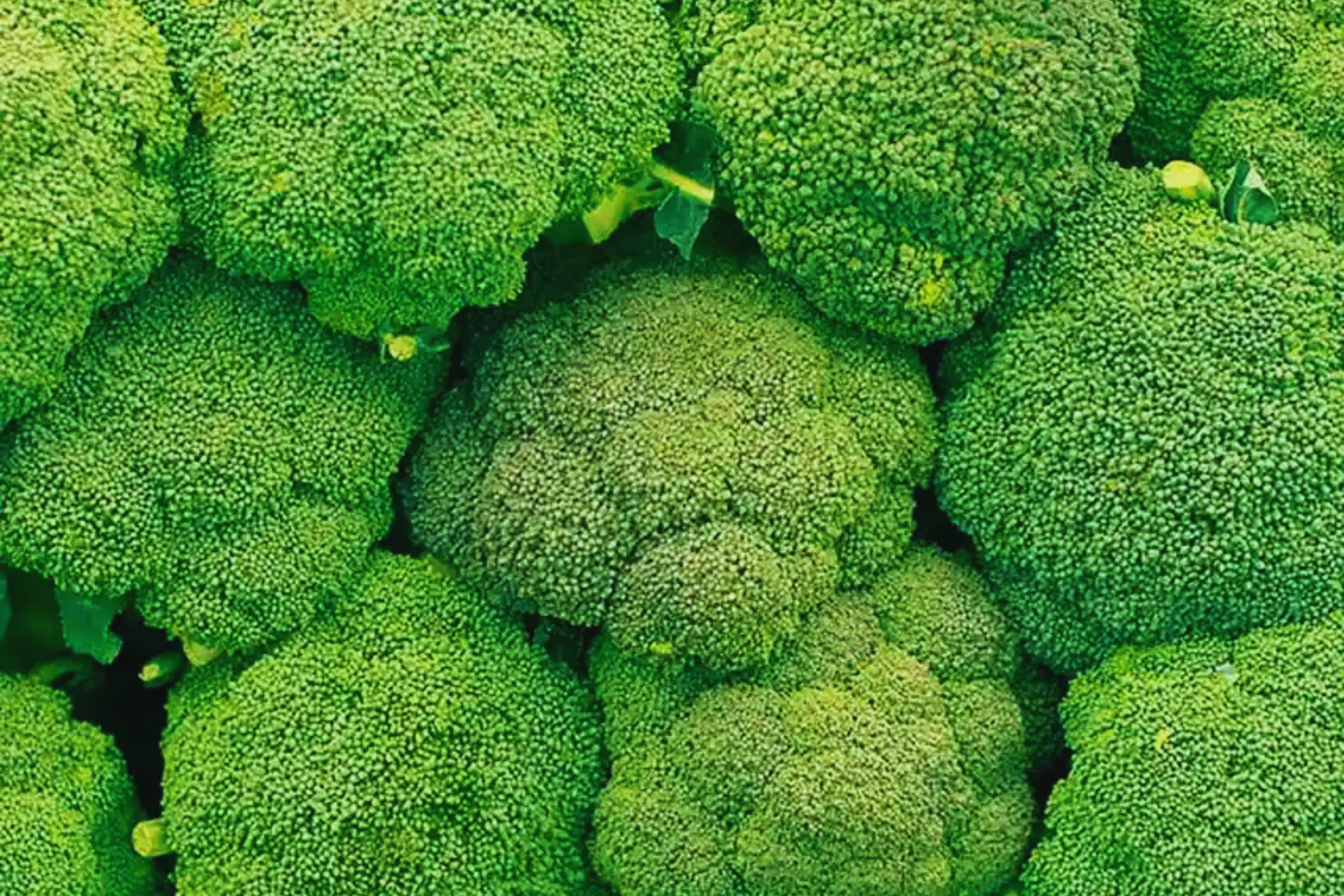 Broccoli Seeds – Non-GMO Heirloom Brassica oleracea, Fresh Garden Seeds for Home Gardening, Nutrient-Rich, Easy to Grow