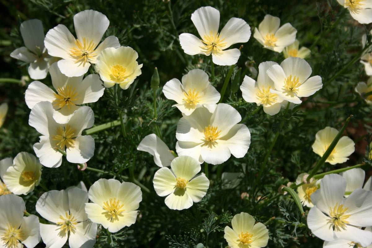 White Linen California Poppy Seeds – Eschscholzia californica, White Blooms, Drought Tolerant, Wildflower, Pollinator-Friendly, USDA Zones 3-10