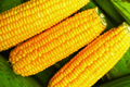 Non-GMO Trucker's Favorite Yellow Corn Seeds Bulk Zea Mays for Garden & Farming