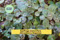 Saxifraga stolonifera Strawberry Begonia Bare Root Plants – Ornamental Groundcover with Trailing Runners, White Flowers, Indoor & Outdoor