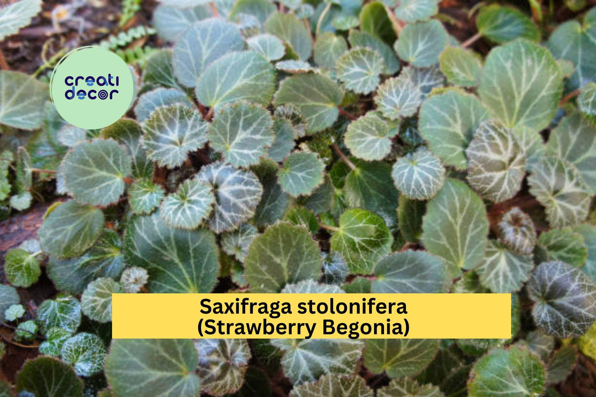 Saxifraga stolonifera Strawberry Begonia Bare Root Plants – Ornamental Groundcover with Trailing Runners, White Flowers, Indoor & Outdoor