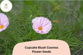 200+ Cupcake Blush Cosmos Seeds | Soft Pink Annual Flower Seeds | Cosmos bipinnatus ‘Cupcake Blush’ for Garden, Borders & Pollinators