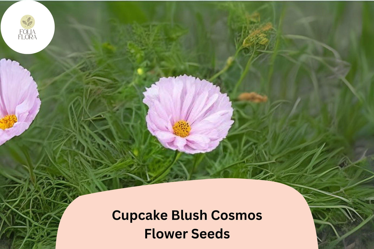 200+ Cupcake Blush Cosmos Seeds | Soft Pink Annual Flower Seeds | Cosmos bipinnatus ‘Cupcake Blush’ for Garden, Borders & Pollinators