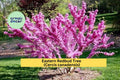 Eastern Redbud Trees – 2 Ft Live Starter Trees with Pink Purple Spring Blooms – Cercis canadensis – Hardy Ornamental Landscape Plant