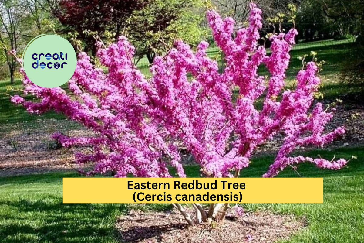 Eastern Redbud Trees – 2 Ft Live Starter Trees with Pink Purple Spring Blooms – Cercis canadensis – Hardy Ornamental Landscape Plant