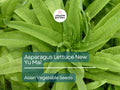 500mg Asparagus Lettuce Seeds - New Yu Mai Variety - Lactuca sativa var. angustana - Asian Green for Crisp Stems & Leaves