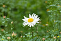 Oxeye Daisy Seeds – Leucanthemum vulgare – White Wildflower for Cottage Gardens and Pollinators