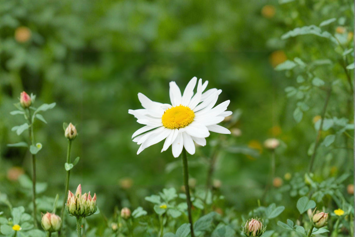 Oxeye Daisy Seeds – Leucanthemum vulgare – White Wildflower for Cottage Gardens and Pollinators