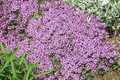 Creeping Elfin Thyme Seeds - 5,000 Count Ground Cover for Rock Gardens, Landscaping - Thymus serpyllum