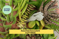 Assorted Succulent Cuttings – 20 Unrooted Varieties for DIY Gardens, Terrariums, Pots, and Gifts | Echeveria, Sedum, Crassula