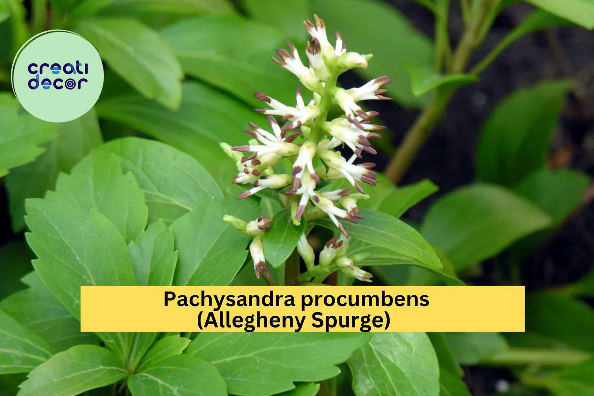 Pachysandra procumbens Groundcover – 5 Rooted Cuttings – Native Allegheny Spurge – Shade-Loving Evergreen Perennial Plant