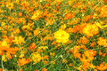 Bright Lights Cosmos Seeds - Non-GMO Annual Flower Seeds for Colorful Garden, Cosmos bipinnatus