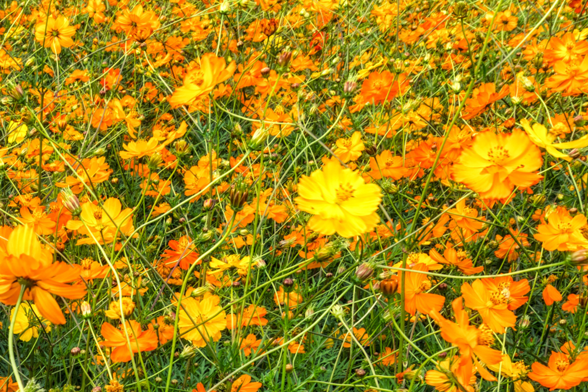 Bright Lights Cosmos Seeds - Non-GMO Annual Flower Seeds for Colorful Garden, Cosmos bipinnatus