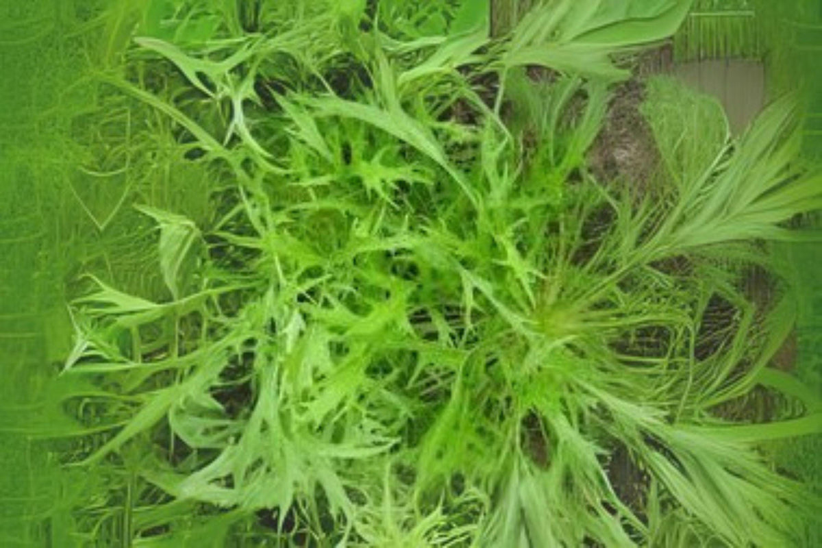 Mizuna Spinach Seeds – Fast-Growing Asian Green, Heirloom Brassica rapa var. nipposinica, 500 mg