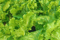 Black Seeded Simpson Lettuce Seeds | Non-GMO, Fresh Garden Seeds, Lactuca sativa, Leaf Lettuce, Salad Greens, Container Friendly