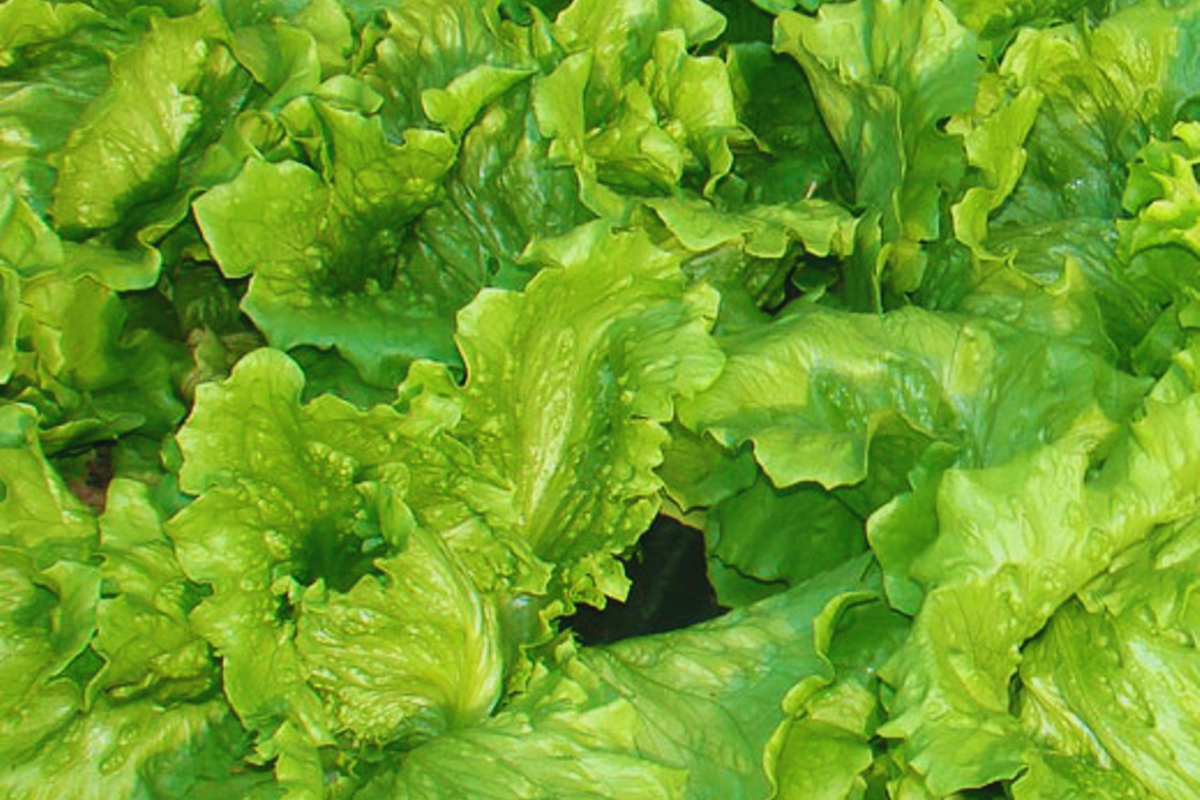 Black Seeded Simpson Lettuce Seeds | Non-GMO, Fresh Garden Seeds, Lactuca sativa, Leaf Lettuce, Salad Greens, Container Friendly