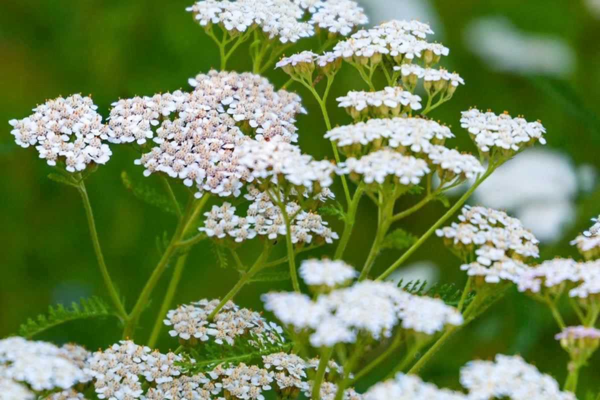 White Yarrow Seeds Achillea millefolium Fragrant White Blooms Drought Tolerant Pollinator Attracting USDA Zones 3-9